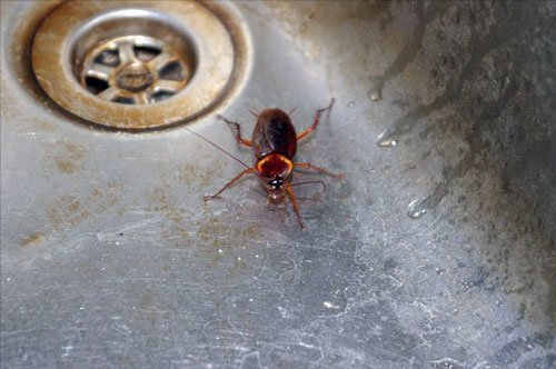 Уничтожение тараканов в Свердловской области