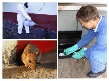 обработка дома от крыс