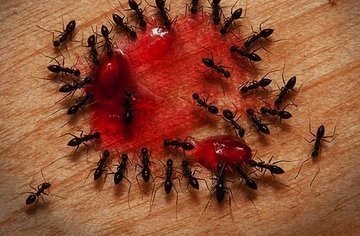 дезинсекция муравьев