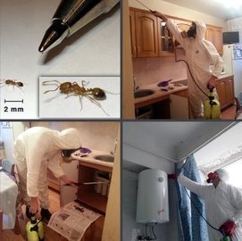 дезинфекция муравьев в квартире