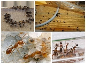 муравьи уничтожение
