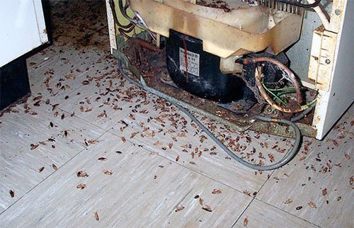 Уничтожение тараканов за холодильником